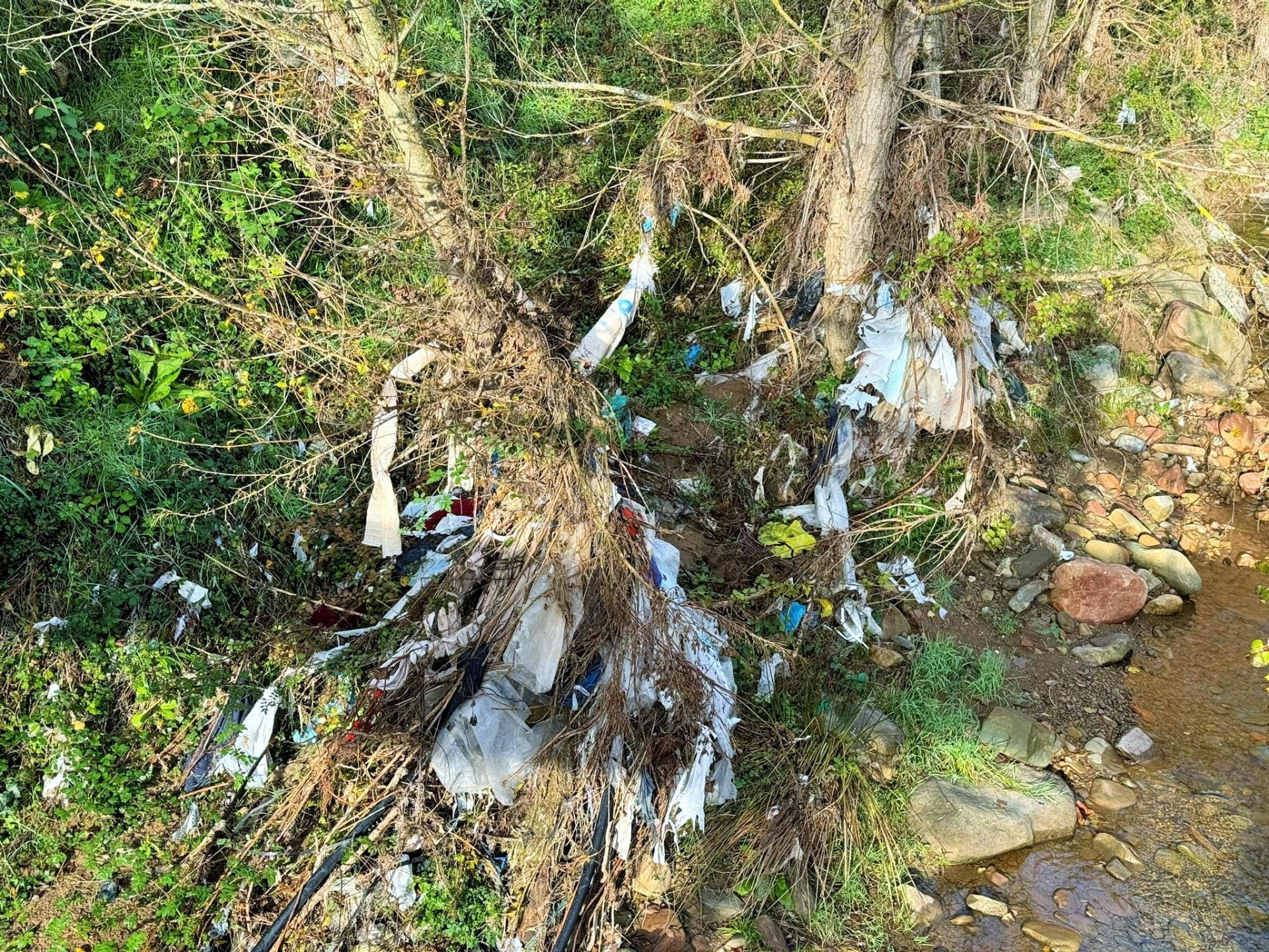 &#039;Amigos de los ríos&#039; limpia el barranco de Santa Engracia