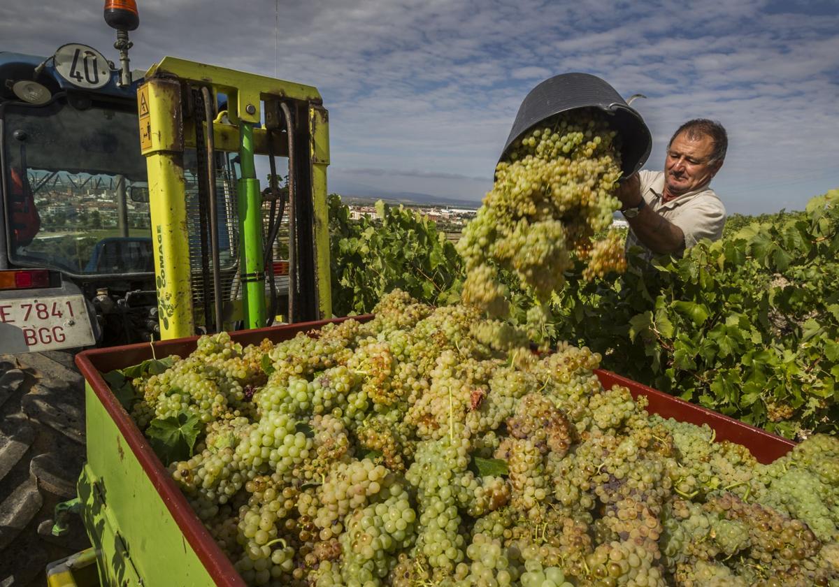 La Rioja volverá a solicitar al Ministerio la cosecha en verde