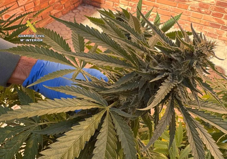 Plantas de marihuana encontradas en un domicilio en Albelda.