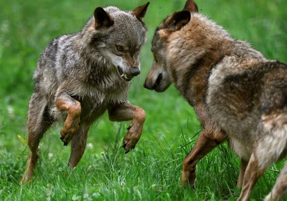 La UE logra rebajar la protección internacional del lobo como paso previo a modificar las reglas comunitarias