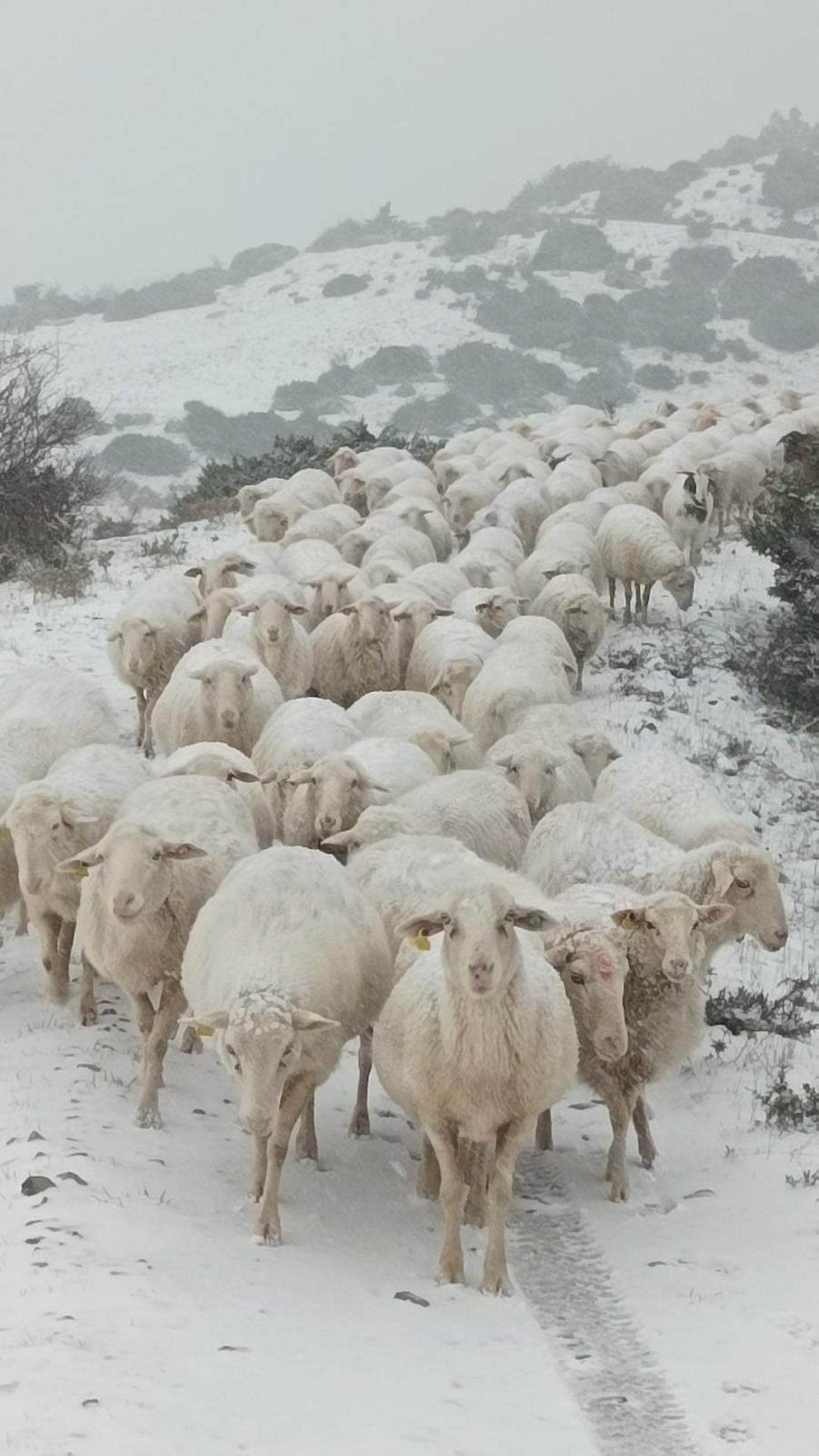 Las imágenes de la nieve en La Rioja