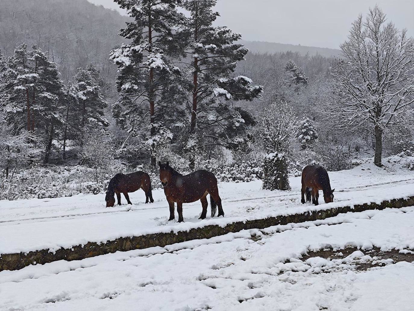 Caballos sobre la nieve que ha cubierto la zona de Villoslada.