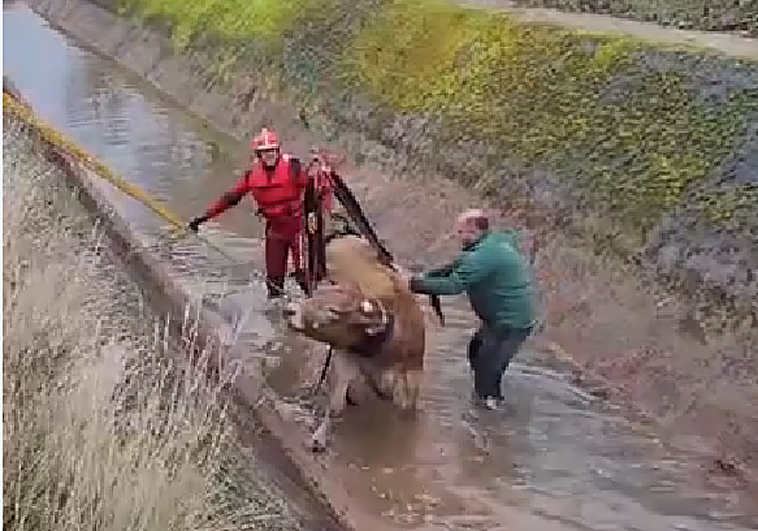 Los bomberos del CEIS rescatan a una ternera de un canal en Alesanco