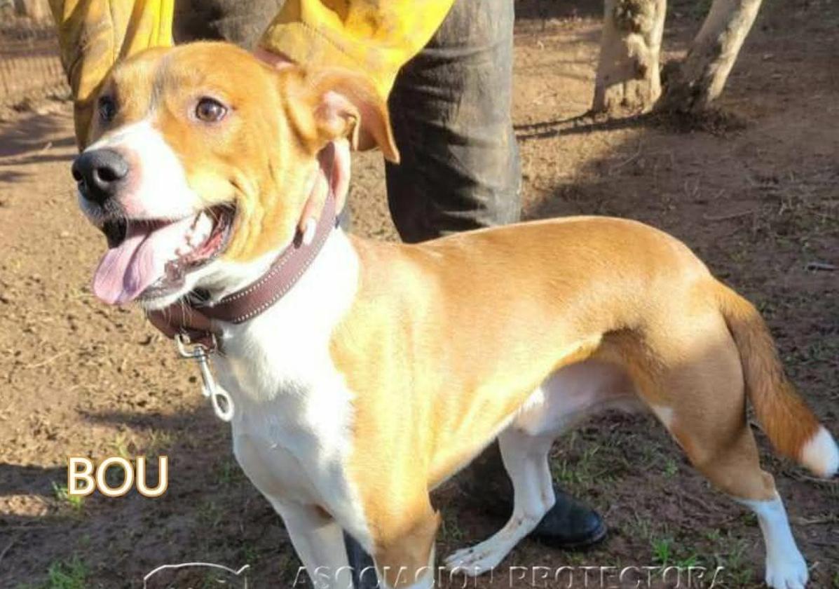 Bou, un precioso mestizo con dos años que busca un hogar