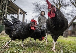 Varias gallinas cameranas en el recinto donde se crían para recuperar la población de esta especie.