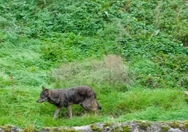 Lobo fotografiado en Viniegra de Abajo esta semana.