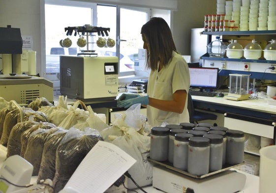 Una investigadora, en el Centro Tecnológico de Investigación del Champiñón, en Autol.