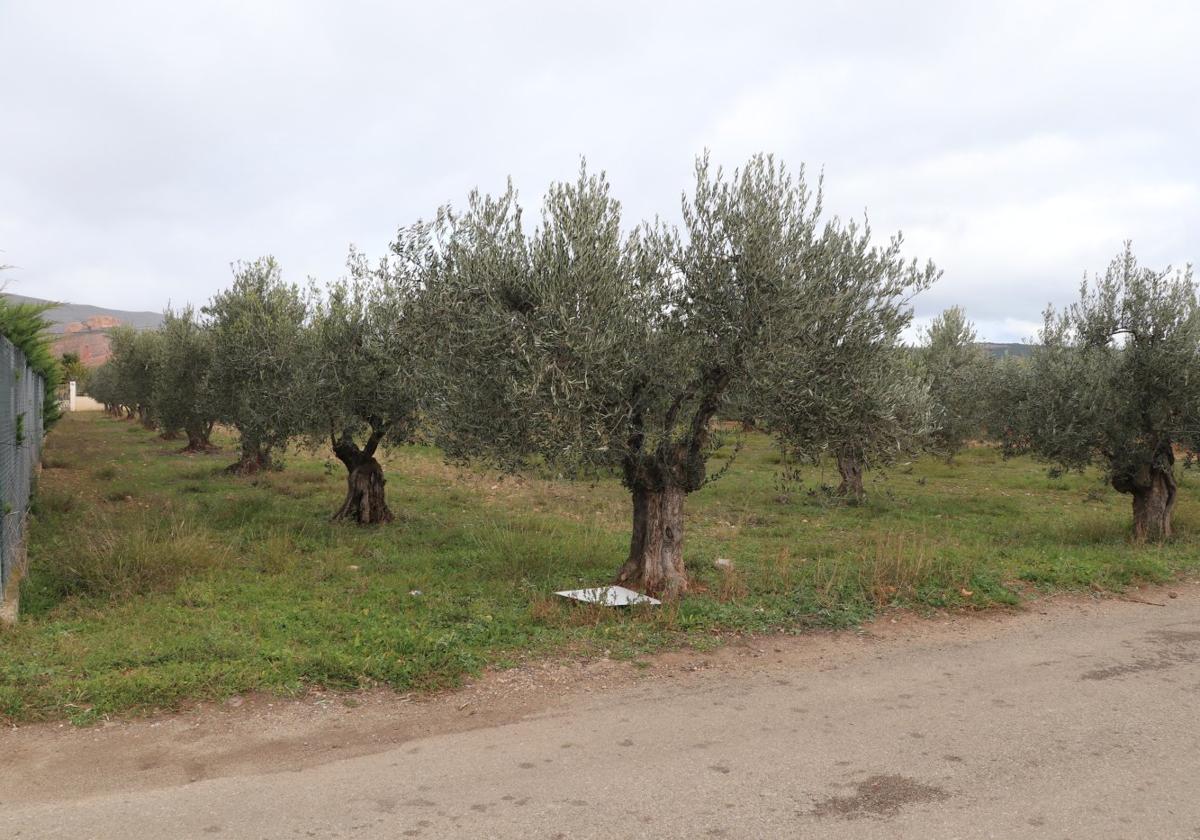 La parcela adquirida para el área, actualmente con olivos, está próxima al casco urbano.