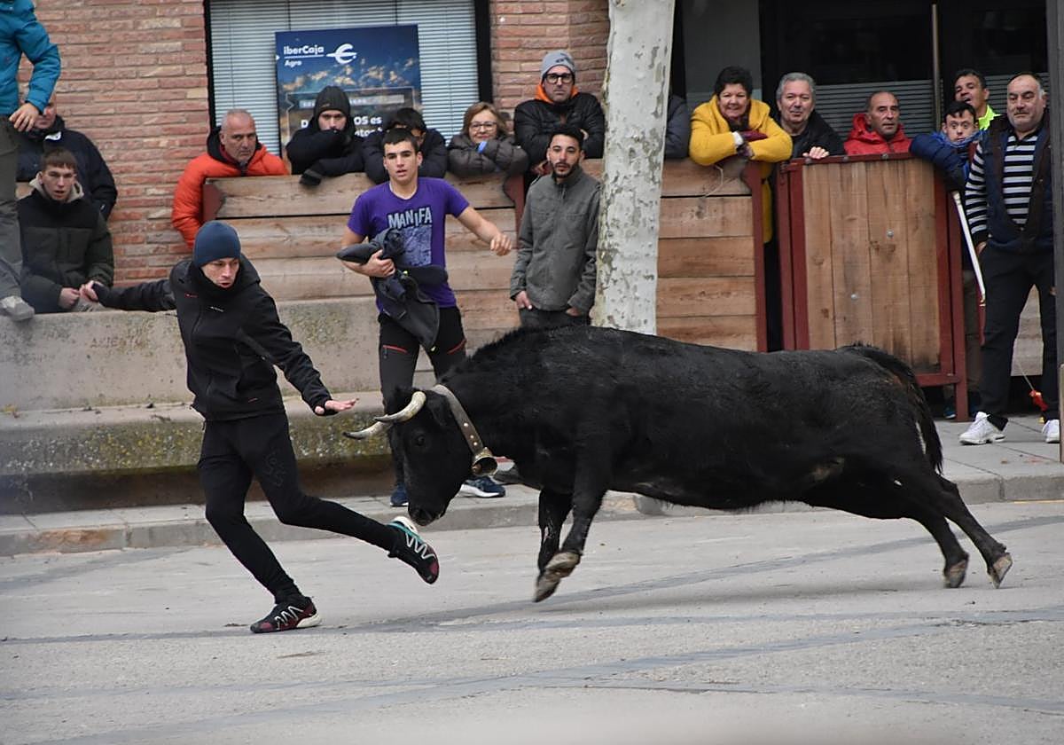 Encierro en las fiestas de invierno de Aldeanueva de Ebro en 2024.