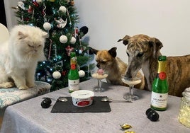 La gata Lola observa a los perros Gus y Flaca degustar el Champ&Pet durante esta Navidad, un 'champán' para perros y gatos.