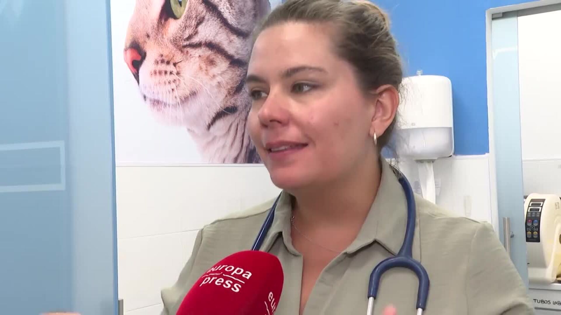 El Día del Gato recalca la importancia de su cuidado en casa