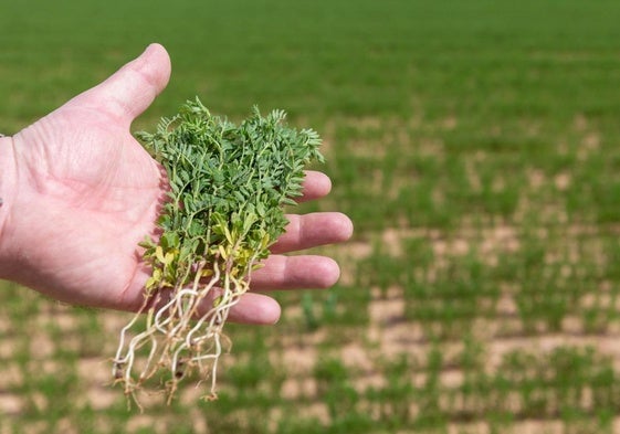 Una docena de propuestas «indispensables» de UAGR para «recuperar la rentabilidad» en el campo riojano