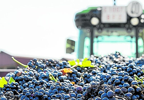 Remolque de uva en la pasada vendimia.