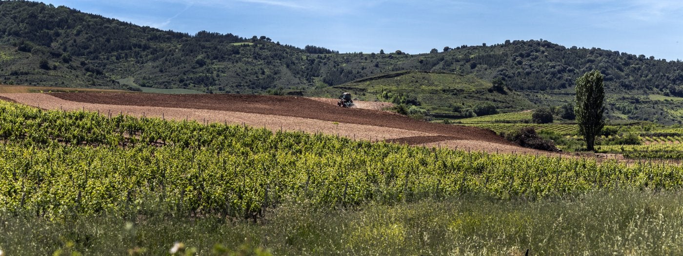 El campo riojano se enfrenta a nuevos desafíos con el acuerdo de libre comercio con Mercosur. Finca de cereal, en primer término, con el San Lorenzo al fondo.