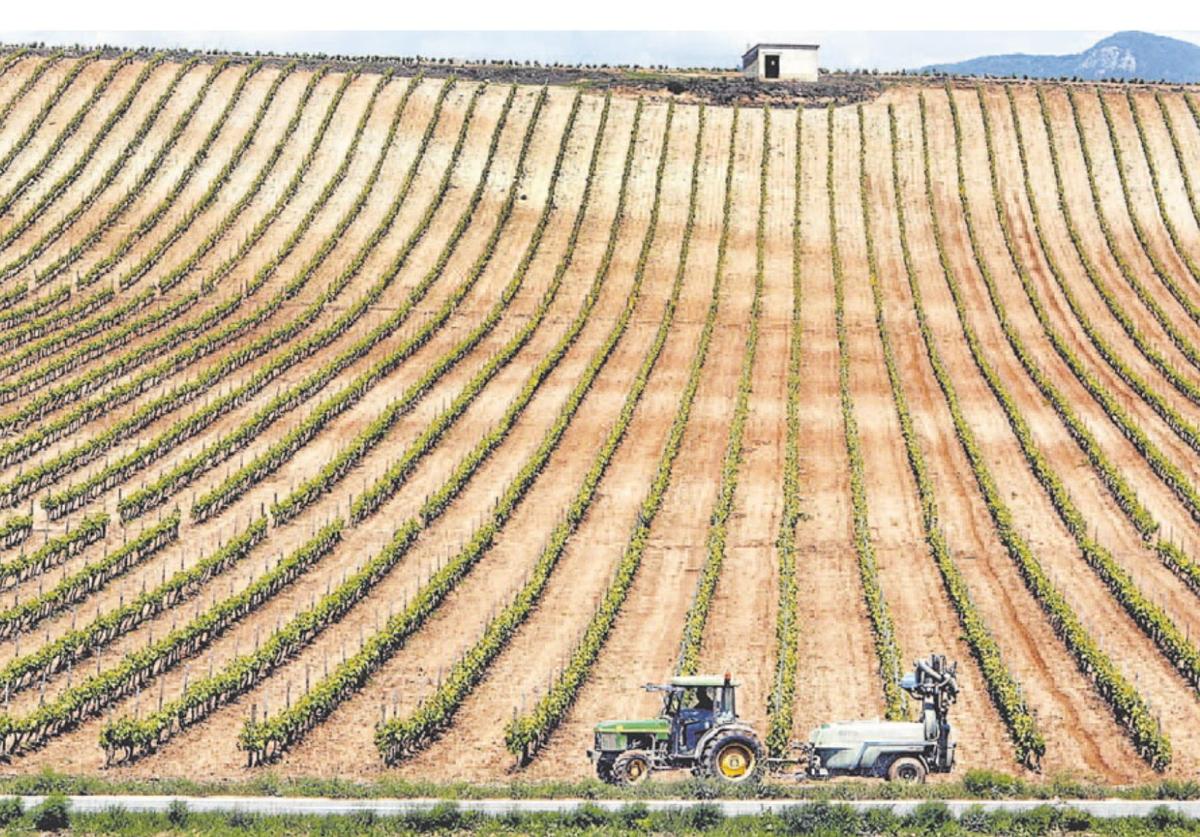 Imagen de un viñedo de La Rioja Alta.