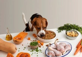 Comida sana, saludable y natural para perros