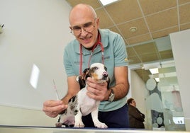 El veterinario Carlos Bustillo muestra la nueva inyección antiparasitaria al perro Tristán.