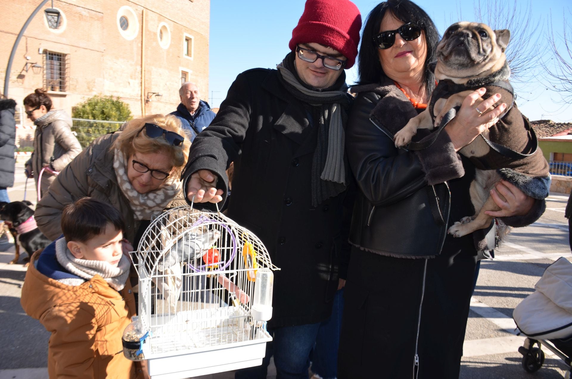 Bendición de San Antón, en Calahorra