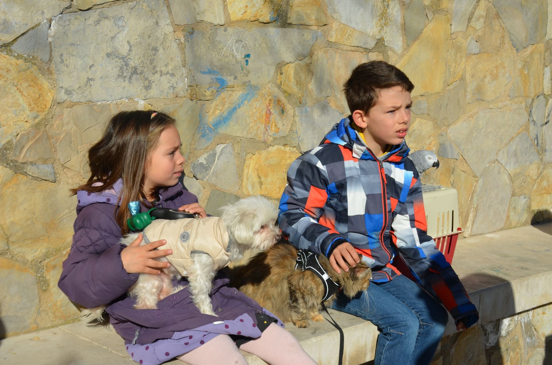 Bendición de San Antón, en Calahorra