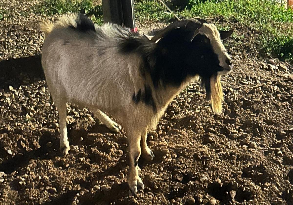 Se busca al dueño de una cabra 'huérfana' hallada en Albelda