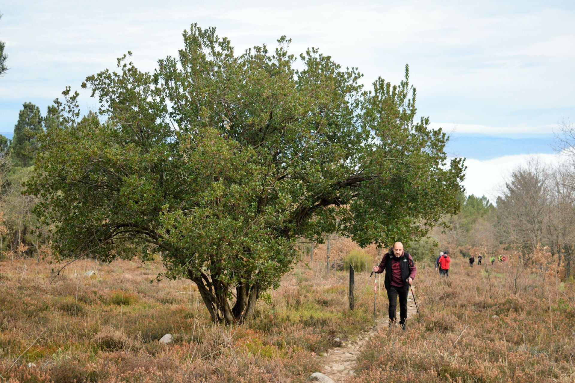 Subida a las neveras de Sojuela