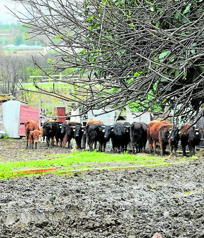 Imagen secundaria 2 - El Tribunal Superior de Justicia ordena de nuevo el cierre de la granja del padre del exalcalde