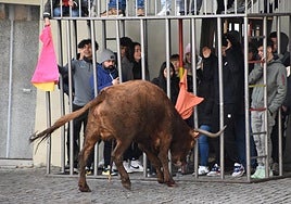 Encierro de reses bravas, ayer en Autol.