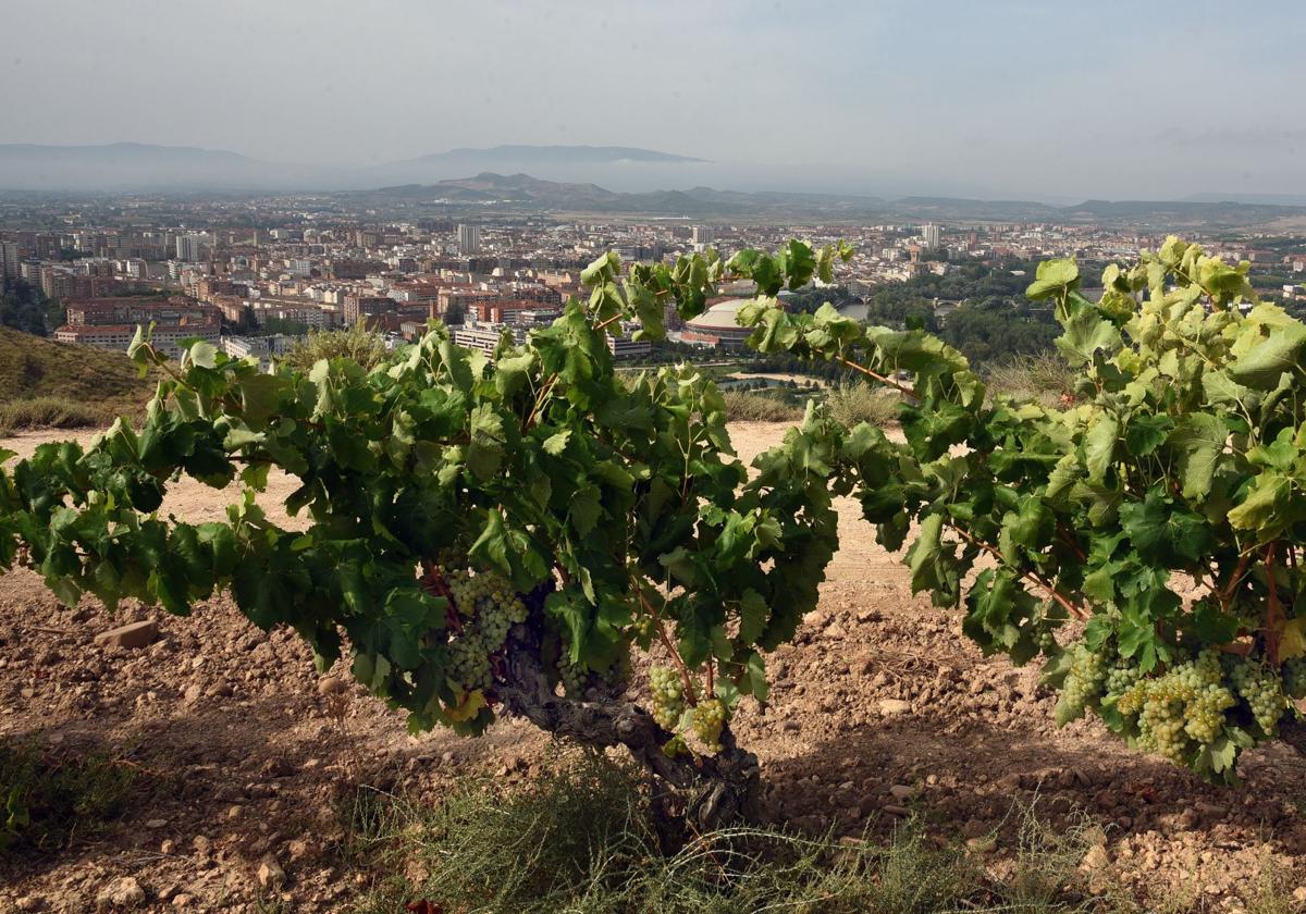 UAGR traslada a los partidos la «crítica situación del agro riojano»