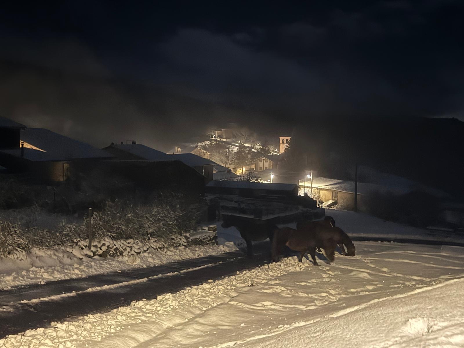 Ganado en la nieve en Lumbreras. 