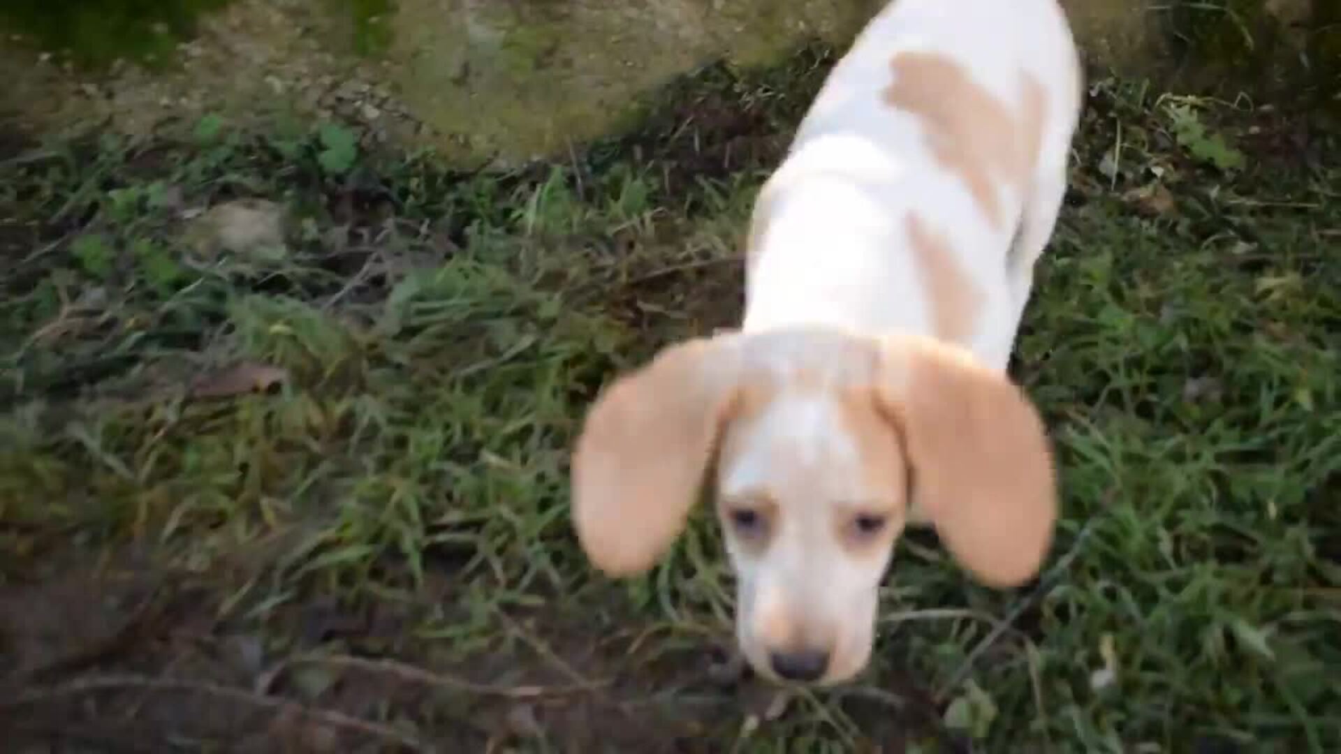 Völva, la perra abandonada está recuperada y lista para ser adoptada