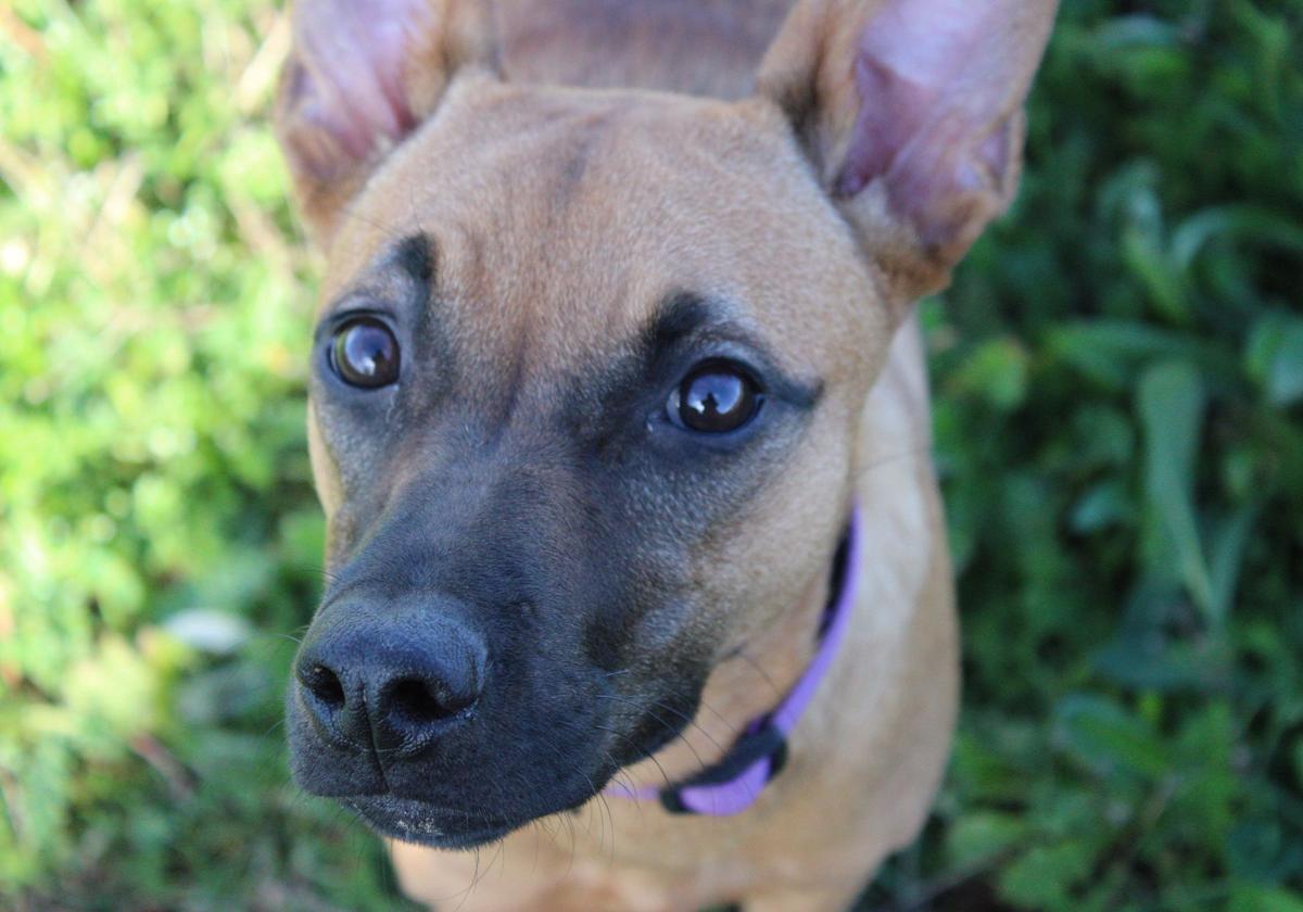 Lola, una perrita que necesita un hogar