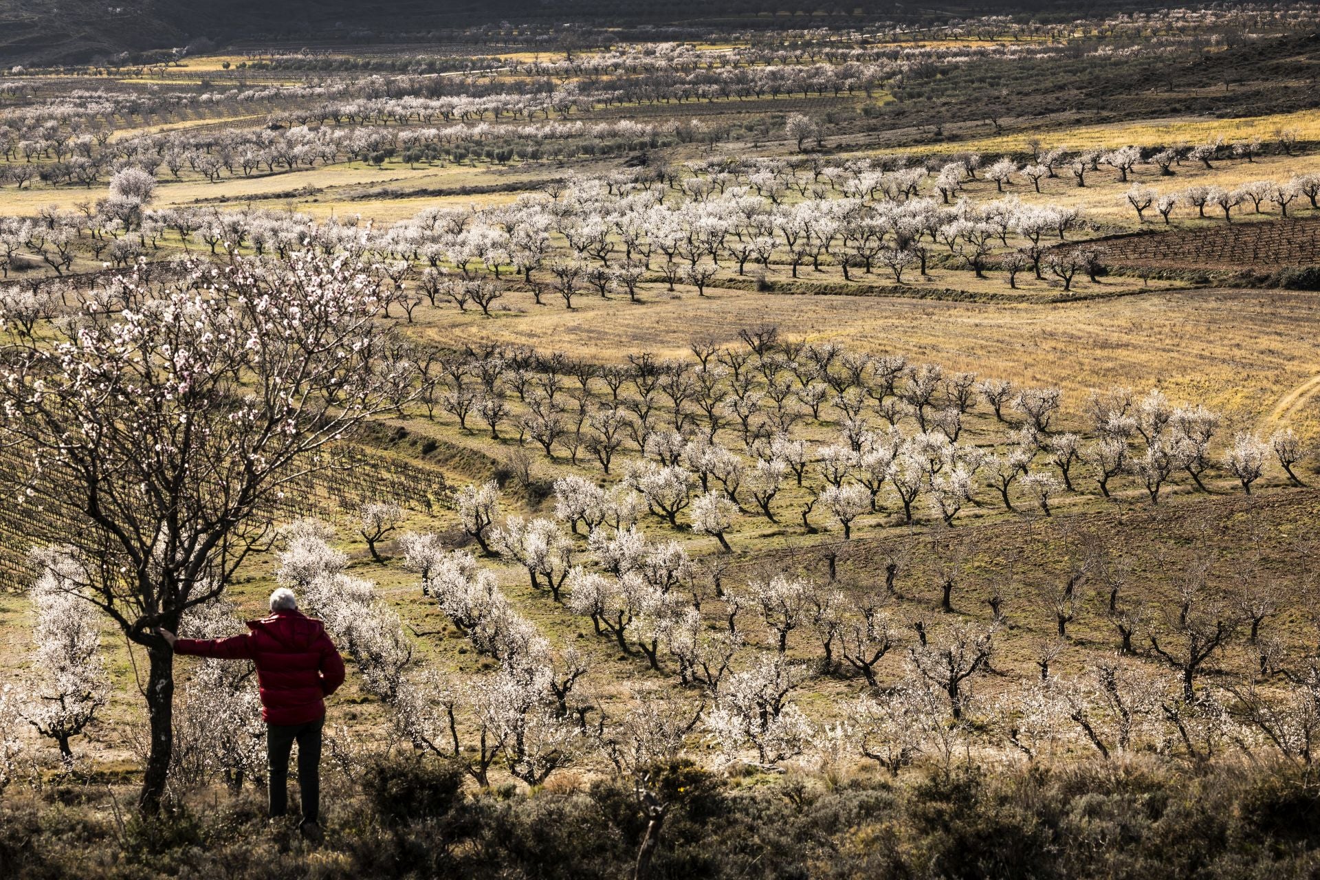 Así lucen los almendros en flor en La Rioja