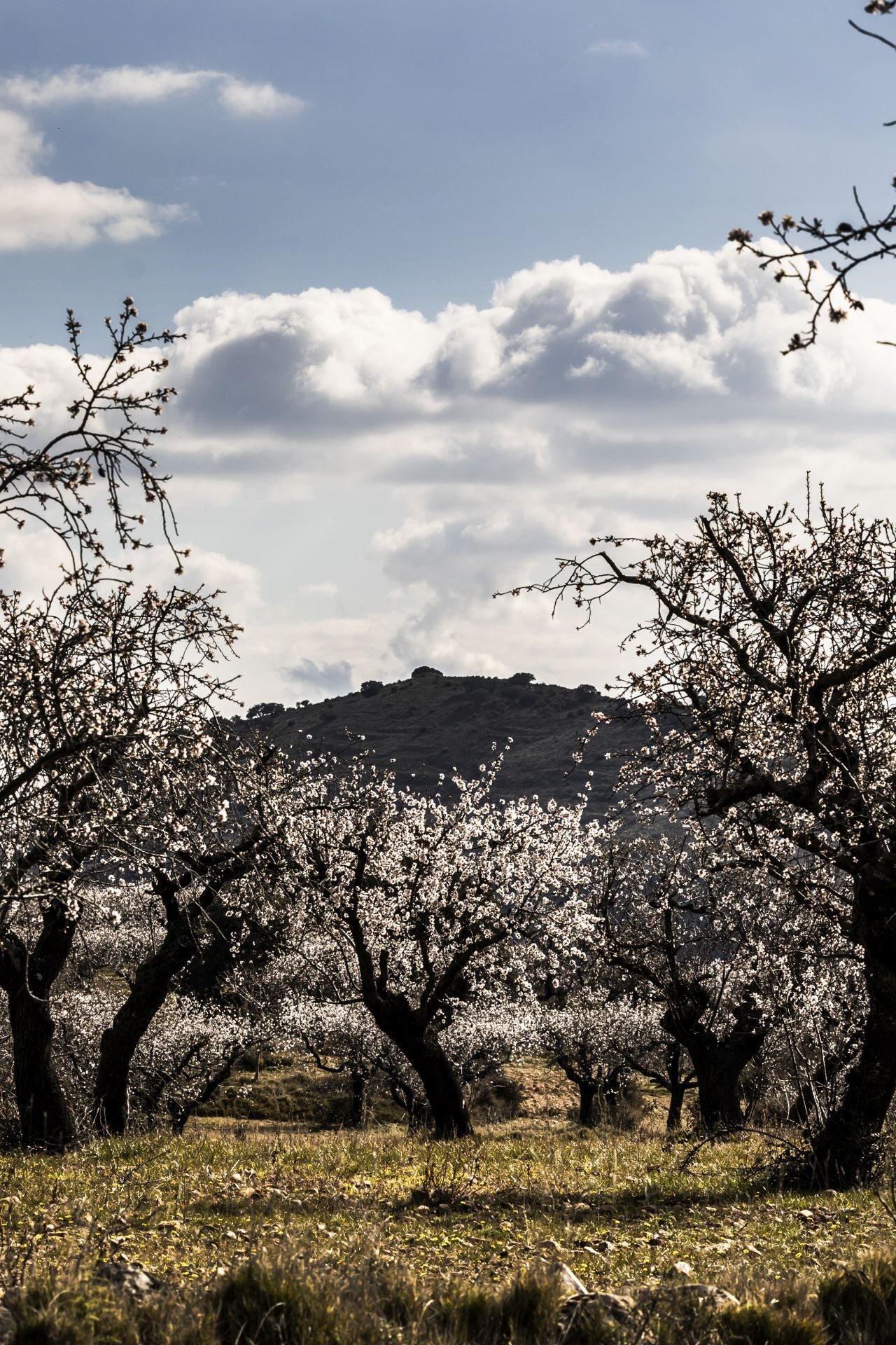 Así lucen los almendros en flor en La Rioja