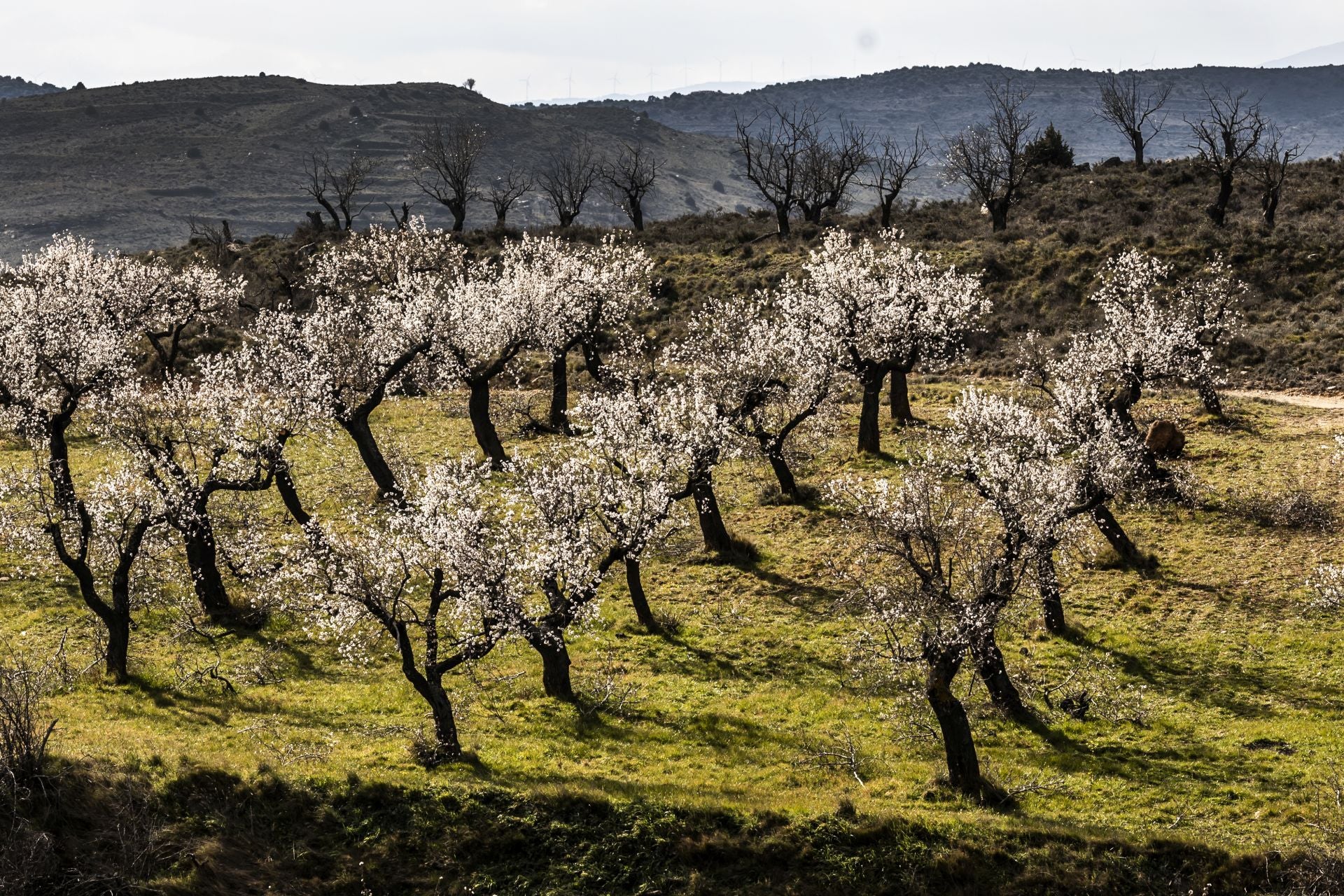 Así lucen los almendros en flor en La Rioja