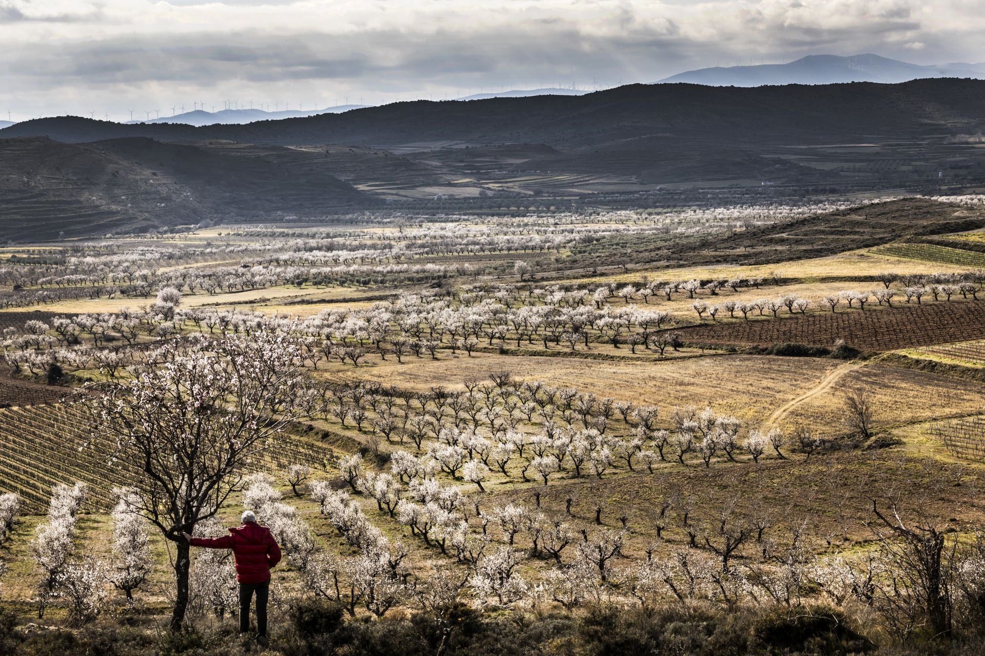 Así lucen los almendros en flor en La Rioja
