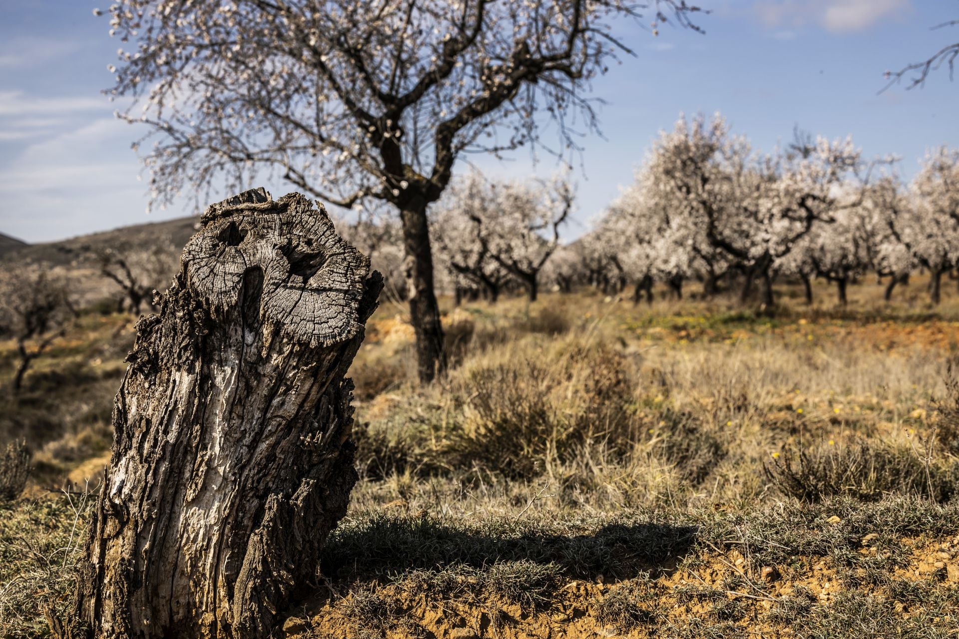 Así lucen los almendros en flor en La Rioja