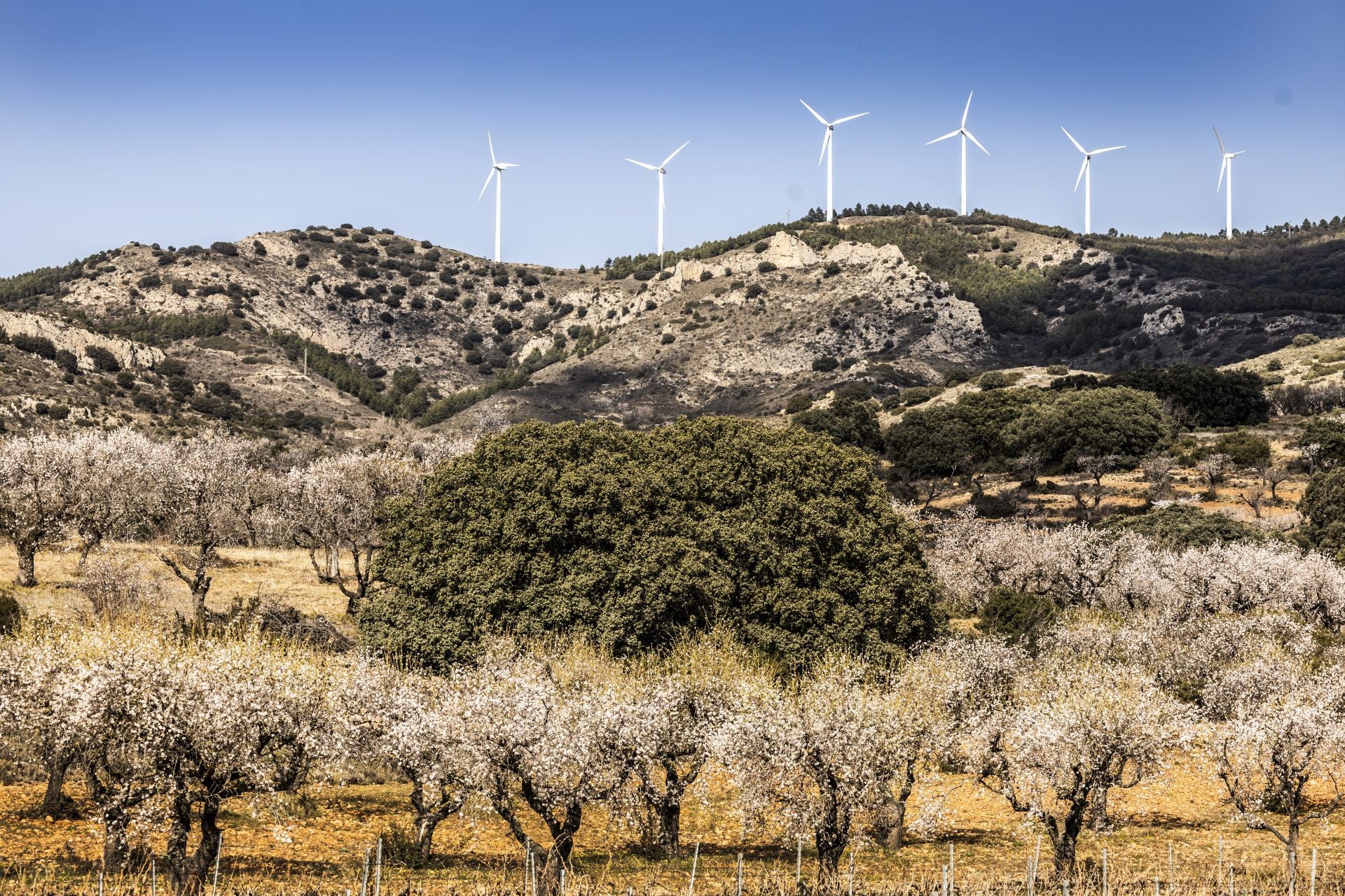 Así lucen los almendros en flor en La Rioja