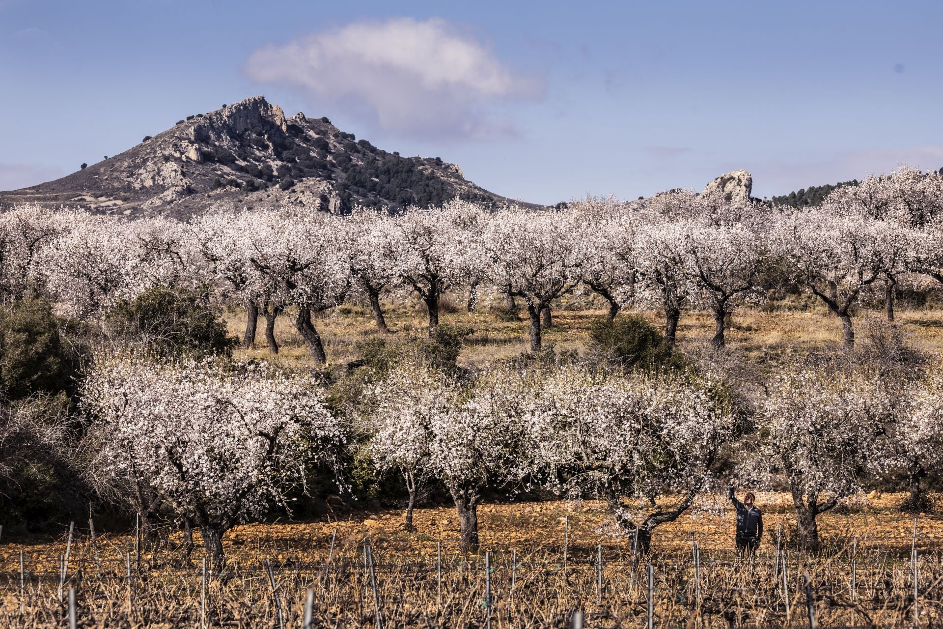 Así lucen los almendros en flor en La Rioja
