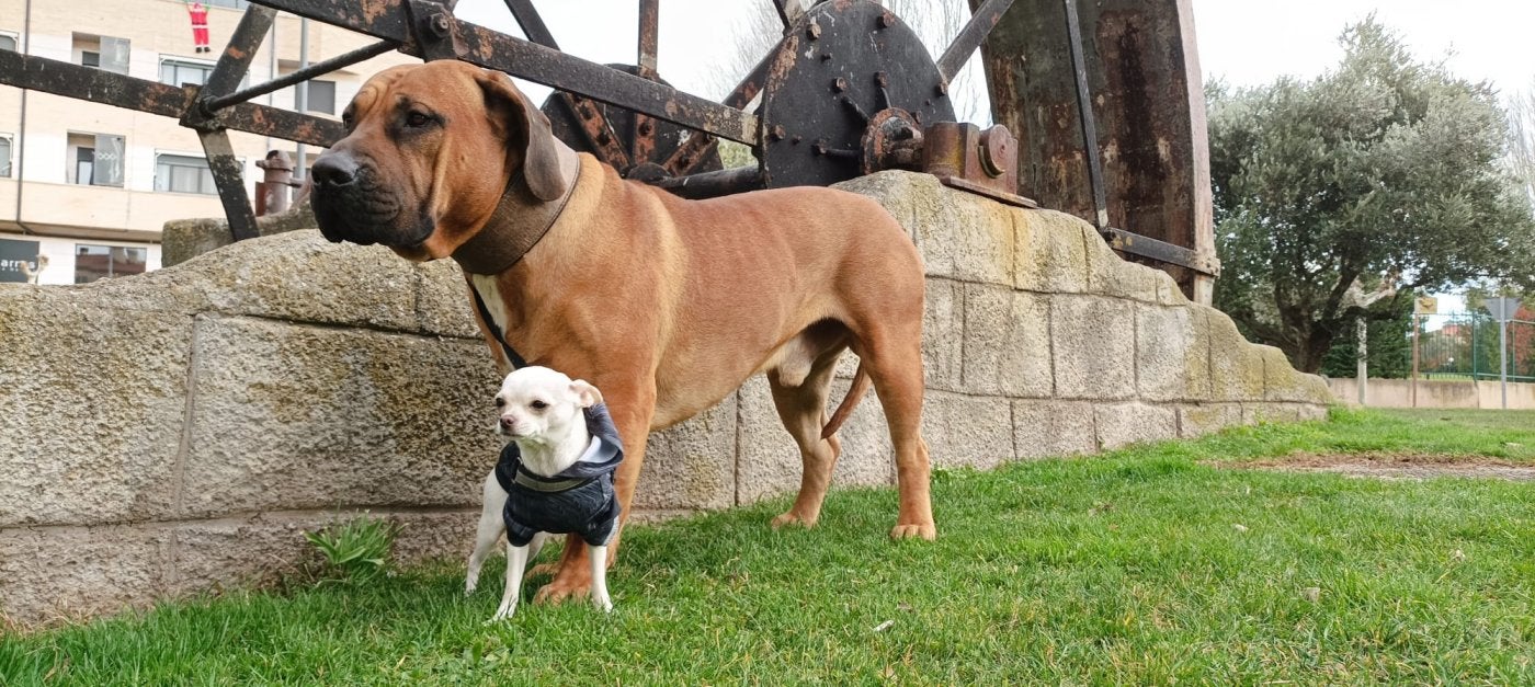 Thor, un boerboel de 68,5 kilos, posa en Villamediana junto a Yoli, una chihuahua de 2,2.