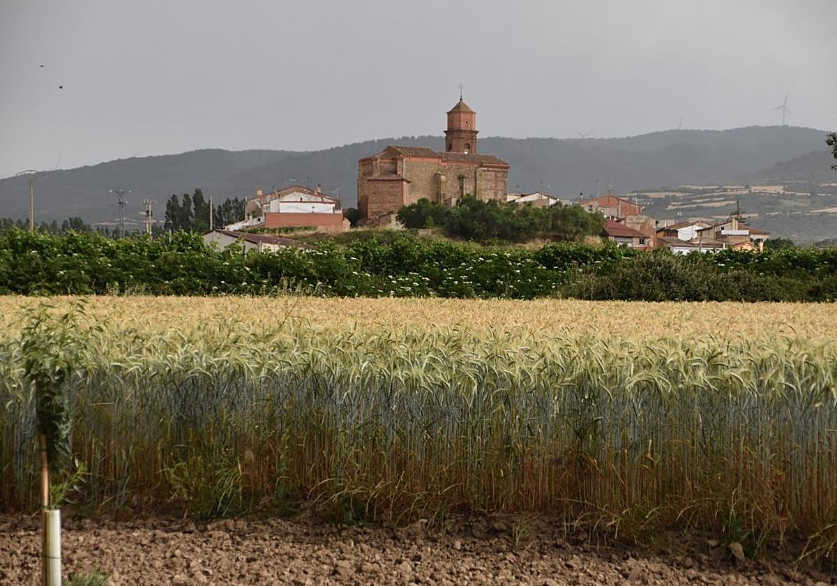 Imagen de archivo de un campo de cereal en Los Molinos de Ocón.