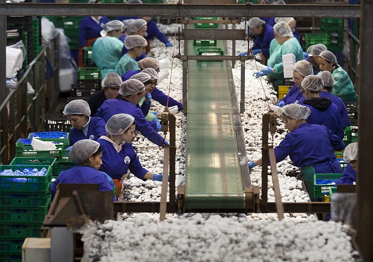 Mujeres trabajadoras en una empresa de champiñón, en una imagen de archivo.