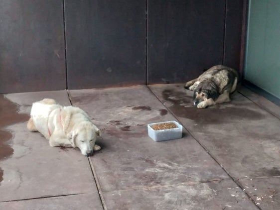 Los dos mansos mastines en la puerta del consultorio médico de Villamediana.