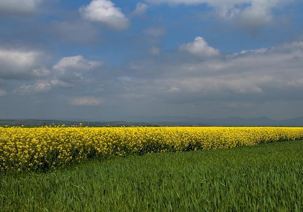 Panorámica de unos campos de cultivo en tierras riojanas.
