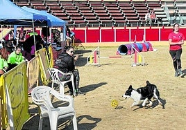 Competición canina, este fin de semana en Nájera
