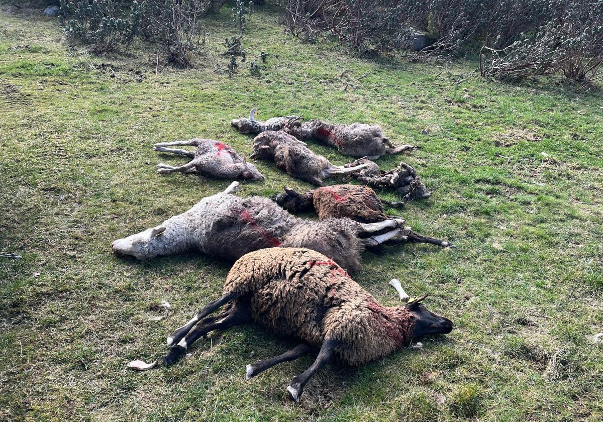 Ocho ovejas muertas por un ataque de lobo en Ajamil