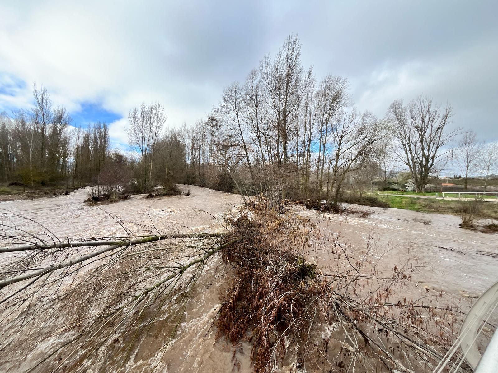 El río Iregua, muy crecido en su desembocadura en el Ebro