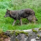 Un lobo en Viniegra de Abajo en diciembre de 2024.