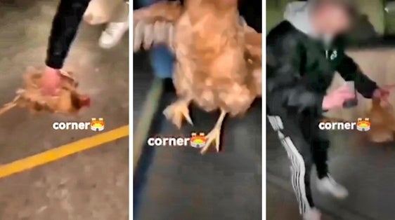 Denunciados otros 39 jóvenes por patear a una gallina como balón de fútbol en los Quintos de Villamediana