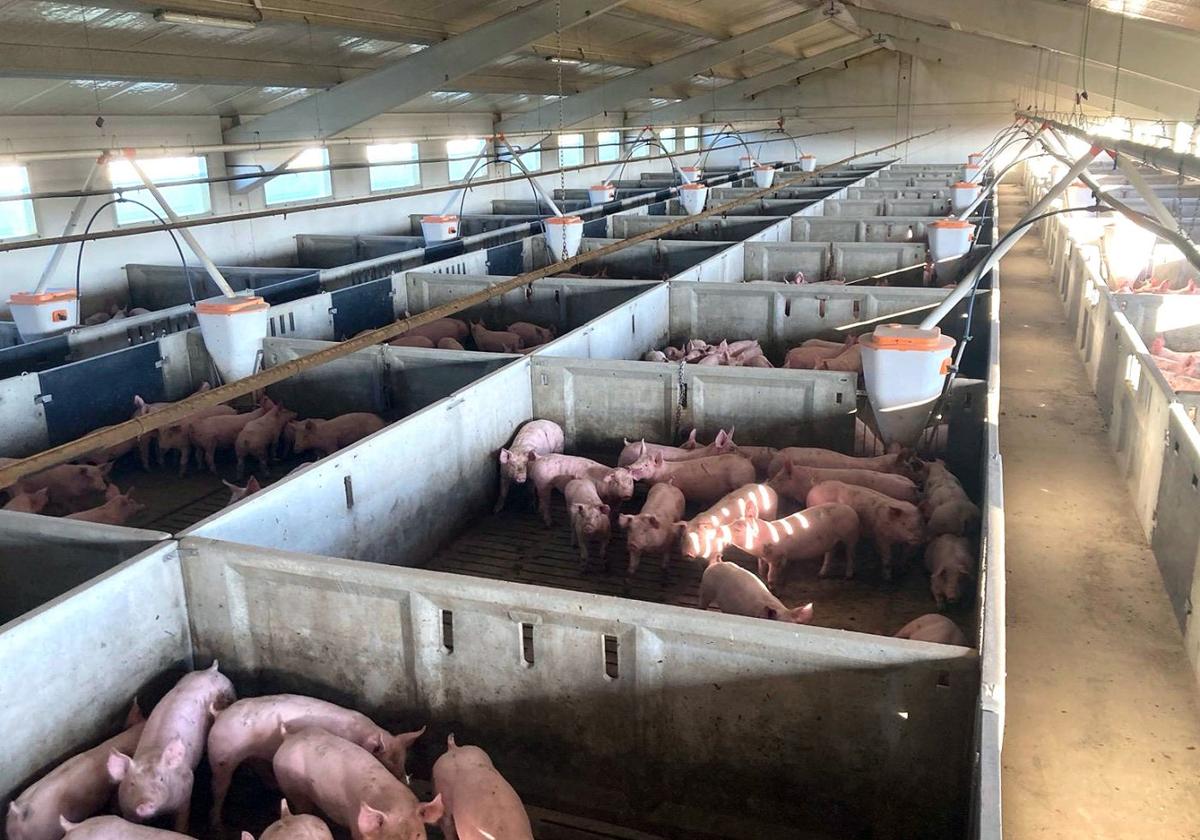 Las granjas porcinas deberán por ley ampliar sus instalaciones o reducir animales