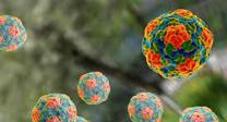 Hepatitis A
